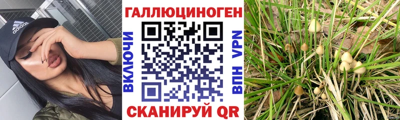 Галлюциногенные грибы прущие грибы  Пучеж 